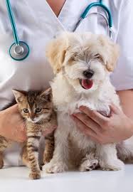 Finding the Right Pet Insurance